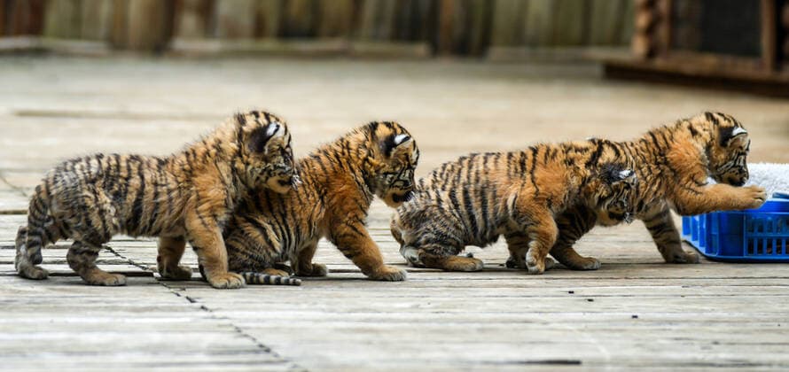 Entertainment Themen der Woche KW18 Entertainment Bilder des Tages (220503) -- KUNMING, May 3, 2022 -- Siberian tiger quadruplets play at Yunnan Wild Animal Park in Kunming, southwest China s Yunnan Province, May 3, 2022. The one-month-old Siberian tiger quadruplets greet visitors at Yunnan Wild Animal Park during the Labor Day holiday. ) CHINA-YUNNAN-KUNMING-TIGER CUBS (CN) JiangxWenyao 