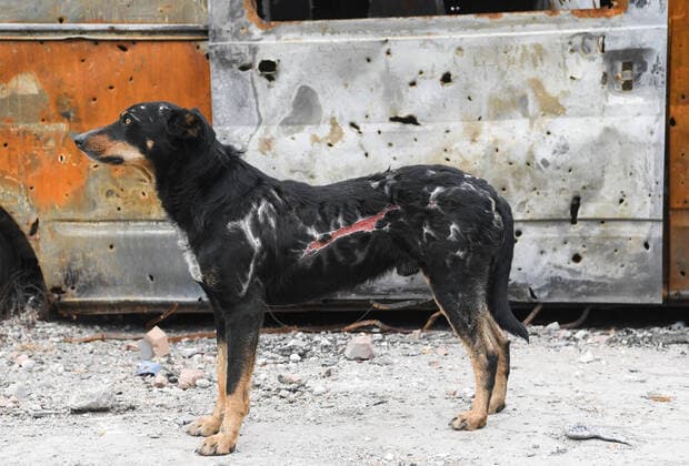 News Themen der Woche KW18 News Bilder des Tages Ukraine-Konflikt, Eindr?cke aus Mariupol DPR LPR Russia Ukraine Military Operation 8184543 05.05.2022 A wounded dog is pictured in Mariupol, Donetsk People s Republic. Alexey Kudenko Sputnik Mariupol Donetsk People s Republic  Copyright: xAlexeyxKudenkox