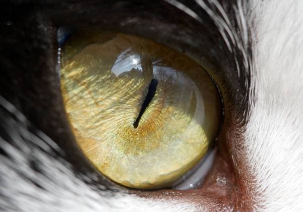 IMAGO Creative: Reflexionen - Natur Eye of a cat - detailed closeup , 2027259.jpg, cat, eye, close, up, closeup, close-up, macro, pet, animal, sight, look, watch, stare, detail, reflect, reflection, eyeball, shiny, bright, glow, part, pupil, vision,