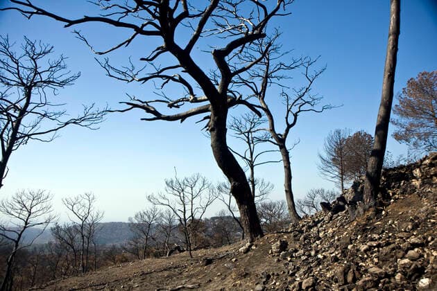 Forest at the Carmel mountain in Israel after fire , 2210623.jpg, forest, tree, trees, fire, after, fireman, mountain, mountains, nature, adventure, Israel, Carmel, Haifa, beautiful, beauty, cliff, erosion, green, hiking, horizon, landscape, natural, outdoor, outdoors, park, rock, scenery, stone, summer, travel, vacation, view, plant, plants, burn, burned, flame, dead, deadly, destruction, hill, sky, aftermath,