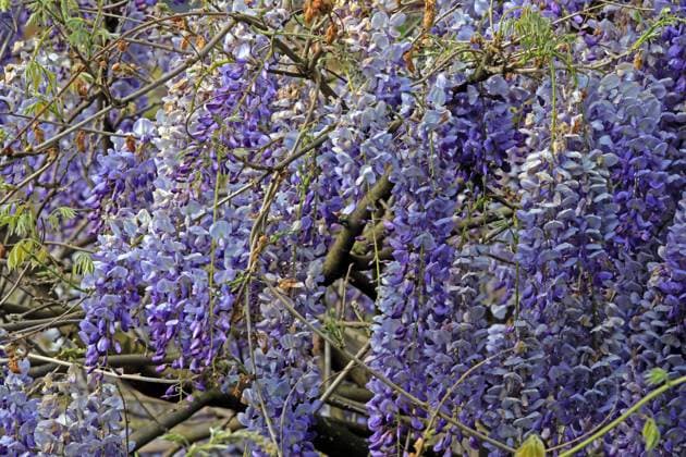 Giftige Zierpflanzen Die Blüten vom Blauregen hängen von den Ranken herab. *** Poisonous ornamental plants The flowers of the blue vine hang down from the vines