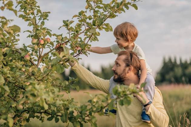 Family, father and son in village mischief pluck eat apple from tree. Perm, Perm Krai, Russia CR_KSLI2201046E-893305-01 ,model released, Symbolfoto