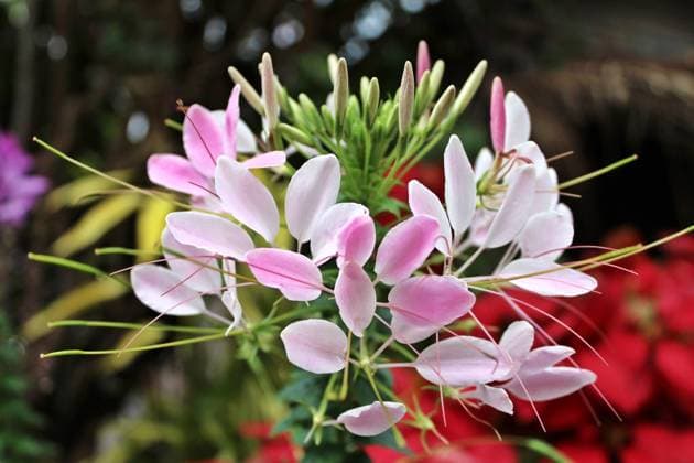 White pink flowers in a winter of North Thailand , 15563620.jpg, spider flower, pink, beautiful, hassleriana, flower, nature, lily, plant, garden, cleome, flora, summer, closeup, bloom, outdoor, petal, botanical, grow, green, decoration, natural, park, leaf, spring, season, fresh, white,