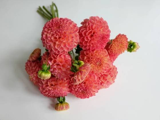 Bouquet of pink dahlias on white , 15764020.jpg, beautiful, bloom, blossom, delicate, details, flora, floral, flower, floret, floweret, flowering, fresh, grow, organic, petal, plant, pretty, romantic, seasonal, nature, variety, botanical, botany, scented, scent, arrangement, bunch, celebration, close-up, color, colour, colorful, cut, leaves, bouquet, garden, pollen:stem, trimmed, valentine, Dahlia, Dahlia Sam Huston, peach, orange, coral, green, white,