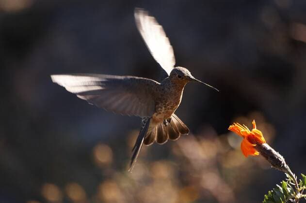 Creative Highlights World Hummingbird feeding on in flight , 15814956.jpg, Hummingbird, Forest, Flying, Bird, Beak, Tropical, Tropics, Wing, Wings, Flower, Flowers, Nature, Wildlife, Animal, Wild, Fly, Fauna, Blossom, Plant, Green, Feathers, America, Peru, Canyon, Colca, Cruz del Condor, Exotic, Flight, Nobody, Small, Hungry, Humming, Watching, Long, Tail, Delicate, Fragile, Light, Hover, South, Motion, Action, Hovering, Speed, Feather, Tiny, Orange, Colorful, Sunny, Float,