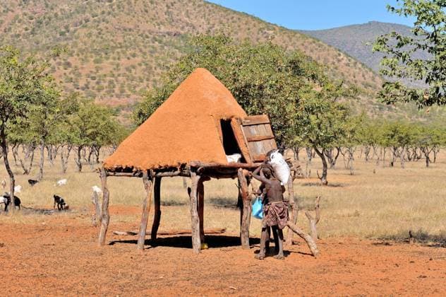 IMAGO Cultures of the world, Himba Volk in Namibia EPUPA, NAMIBIA - MAY 2011: Unidentified Himba women putting food in a storage room on stilts to keep it away from domestic animals. The entrance fee to visit to the village is a specified food parcel , 15999960.jpg, himba, ovahimba, kaokoland, kaokoveld, namibia, africa, african, indigenous, food, store, storage, room, pantry, mud, dung, epupa, culture, cultural, arid, kunene, orange, wood, tree, editorial,