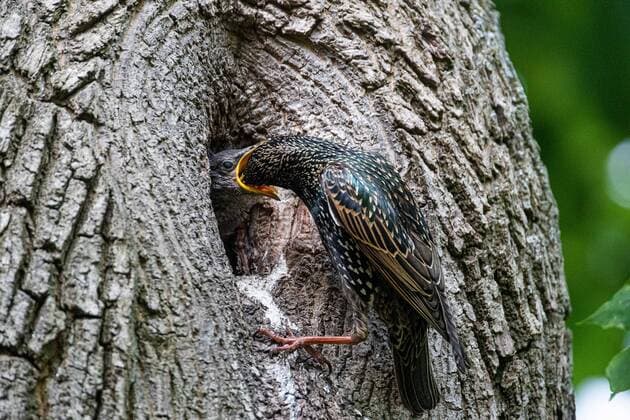 Creative Highlights World Ein Star ( Sturnus vulgaris ) füttert Jungvögel am 11. Mai 2022 in einem Baum in Brandenburg. Star Jungvögel im Nest *** A starling Sturnus vulgaris feeding fledglings in a tree in Brandenburg Starling fledglings in nest on 11 May 2022