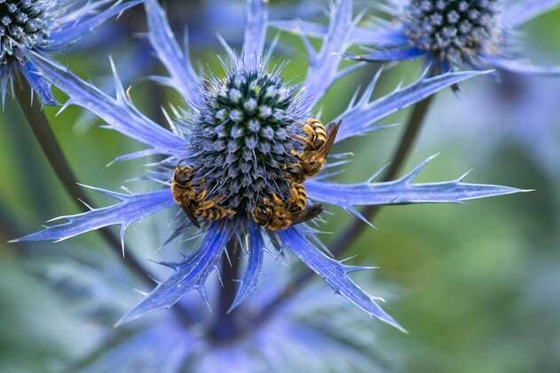  Creative Highlights World Gelbbindige Furchenbiene (Halictus scabiosae) suchen Nektar, Alpen-Mannstreu (Eryngium alpinum), Solothurn, Schweiz, Europa *** Yellow-banded furrowing bee Halictus scabiosae foraging nectar, alpine man litter Eryngium alpinum , Solothurn, Switzerland, Europe Copyright: imageBROKER/AlexxLabhardt ibxaxl08290489.jpg