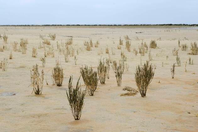IMAGO Nature: Unsere Erde, Pflanzen: Bedrohte Planzenarten in Deutschland  Creative Highlights World Queller (Salicornia) im Nationalpark Wattenmeer, UNESCO-Weltnaturerbe, Juist, Töwerland, Ostfriesische Insel, Ostfriesland, Niedersachsen, Deutschland, Europa *** Queller Salicornia in the Wadden Sea National Park, UNESCO World Heritage Site, Juist, Töwerland, East Frisian Island, East Frisia, Lower Saxony, Germany, Europe Copyright: imageBROKER/WilfriedxWirth ibxdwh08277704.jpg
