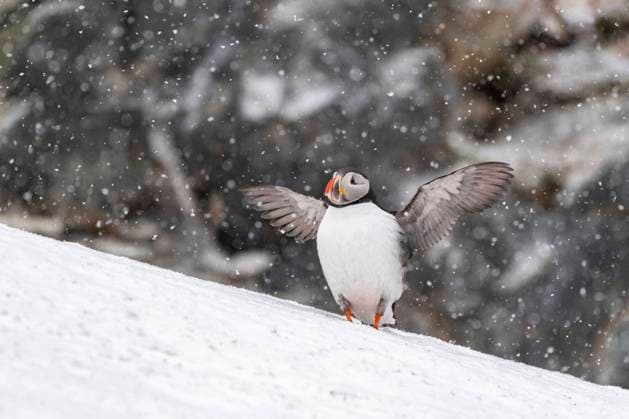  IMAGO Creative: Ruhe im Chaos  Papageitaucher (Fratercula arctica) im Winter bei Schneefall, Insel Hornoya, Hornøya, Vardø, Varanger Halbinsel, Troms og Finnmark, Norwegen, Europa *** Puffin Fratercula arctica in winter during snowfall, Hornoya Island, Hornøya, Vardø, Varanger Peninsula, Troms og Finnmark, Norway, Europe Copyright: imageBROKER/RobertxHaasmann ibxroh08282284.jpg