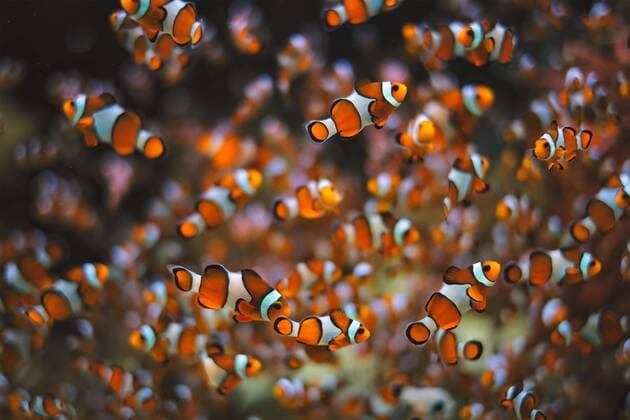 IMAGO Nature: Unsere Erde, Tiere, Gestreifte Tierarten  Creative Highlights World Clown Anemonefish (Amphiprion ocellaris) common clownfish fish shoal colony between sea anemone tentacles *** Clown Anemonefish Amphiprion ocellaris common clownfish fish shoal colony between sea anemone tentacles Copyright: imageBROKER/DmitryxRukhlenko ibxdmr08262787.jpg