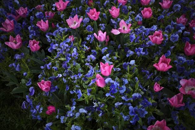 Magenta Tulpen (Tulipa) und violettes Galmei-Stiefmütterchen (Viola guestphalica), Stuttgart, Baden-Württemberg, Deutschland, Europa *** Magenta tulips Tulipa and purple calamine pansy Viola guestphalica , Stuttgart, Baden Württemberg, Germany, Europe Copyright: imageBROKER/MichaelxWeber ibximw08285116.jpg