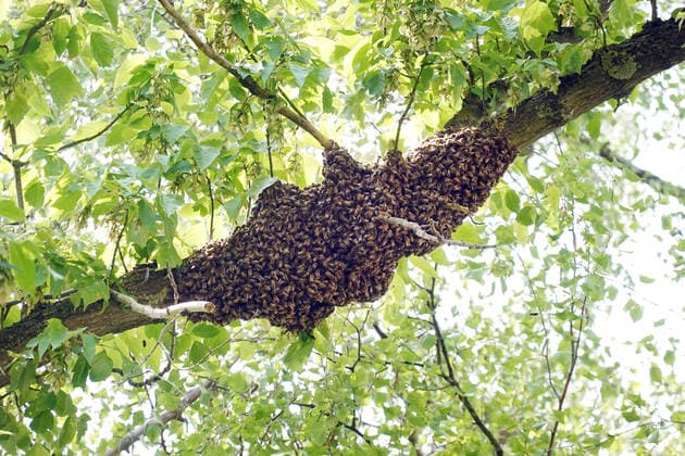 10 05 2022, Berlin, GER Swarm of bees hanging as a cluster in a linden tree Apis, Apis mellifera, outside, exterior