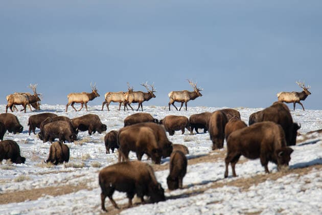 Creative Highlights World February 17, 2022, Jackson Hole, WY, United States of America: Plains bison, elk and pronghorn forage side by side through snow pack in late winter at the National Elk Refuge February 17, 2022 in Jackson Hole, Wyoming. Jackson Hole United States of America - ZUMAp138 20220217_zaa_p138_016 Copyright: xGannonxCastle Usfwsx