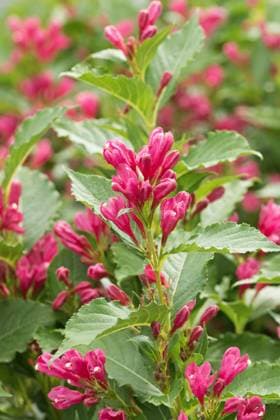 Weigelie, Big Love (Weigelie Big Love , Weigelie Big Love), Blueten der Sorte Big Love weigela (Weigelie Big Love , Weigelie Big Love), flowers of cultivar Bog Love, Bundesrepublik Deutschland BLWS666932 *** Weigelie, Big Love Weigelie Big Love , Weigelie Big Love , flowers of cultivar Big Love weigela Weigelie Big Love , Weigelie Big Love , flowers of cultivar Bog Love, Federal Republic of Germany BLWS666932 Copyright: xblickwinkel McPHOTO H.-R.xMuellerx