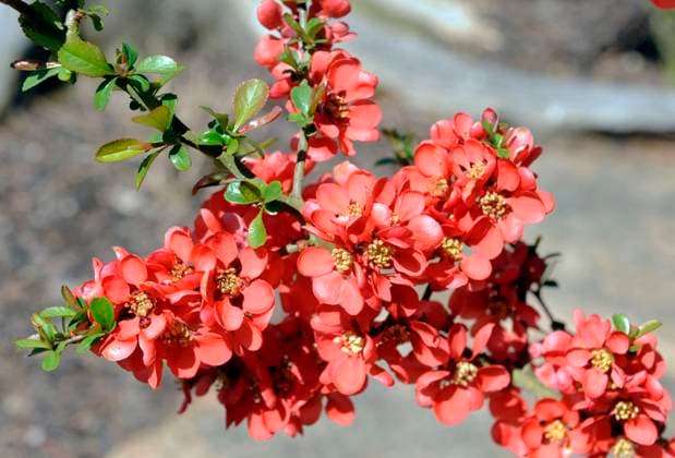 Japanische Zierquitte, auch Scheinquitte Chaenomeles japonica, blueht im Fruehlingsgarten. Zierquitte *** Japanese ornamental quince, also mock quince Chaenomeles japonica, blossoms in spring garden ornamental quince