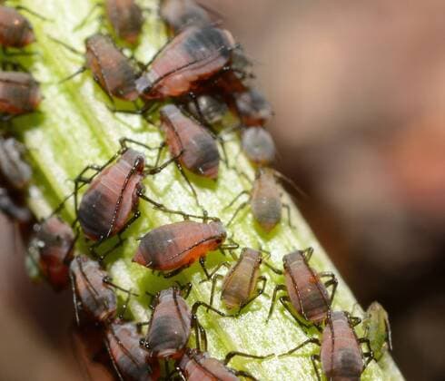 Aphids on the branch. Big macro shot. , 22237814.jpg, macro, aphid, green, plant, insect, closeup, pest, garden, nature, parasite, stem, aphids, colony, animal, agriculture, environment, tiny, flower, close-up, nuisance, outdoor, detail, aphidoidea, aphis, greenfly,