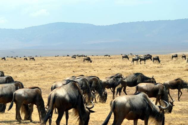IMAGO Nature: Unsere Erde, Naturschutz, Naturschutzgebiete in Afrika Herd of gnus in the savanna with mountains in bottom , 23078038.jpg, migration, wildebeest, mara, kenya, serengeti, herd, africa, masai, great, gnu, blue, wildlife, tanzania, mammal, animal, national, park, nature, savannah, crocodile, safari, wild, landscape, sky, antelope,