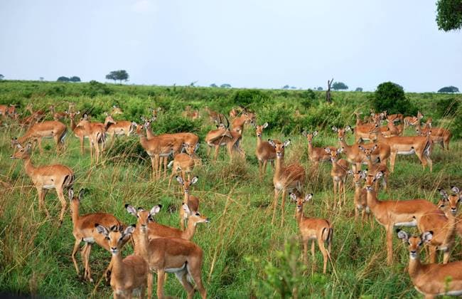 IMAGO Nature: Unsere Erde, Naturschutz, Naturschutzgebiete in Afrika Herd of impalas in the savanna of a park in Tanzania , 23083286.jpg, impala, park, national, herd, africa, pilanesberg, serengeti, african, animal, nature, female, gazelle, wildlife, aepyceros, melampus, savannah, south, wild, group, safari, antelope, kenya, masai, mara, kruger,