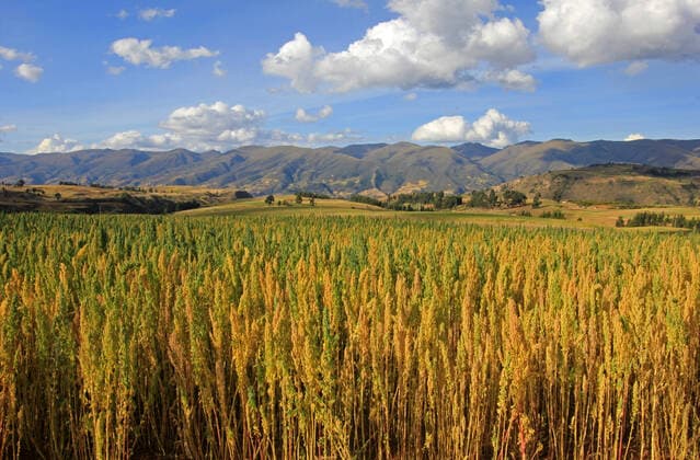 IMAGO Nature: Unsere Erde, Klimawandel, Ernährung, Pflanzen der Zukunft, Quinoa Red and yellow quinoa field in the andean highlands of Peru near Cusco , 23115114.jpg, red, yellow, quinoa, quinua, harvest, organic, andes, peru, harvesting, grain, orange, agriculture, wheat, nutrition, health, highlands, andean, food, raw, farm, vegetarian, south, america, background, diet, natural, field, healthy, plant, nature, protein, cereal, flora, cuisine, herb, detail, dietary, vegan, whole, dieting, vegetable, nutritious, fresh, meal,