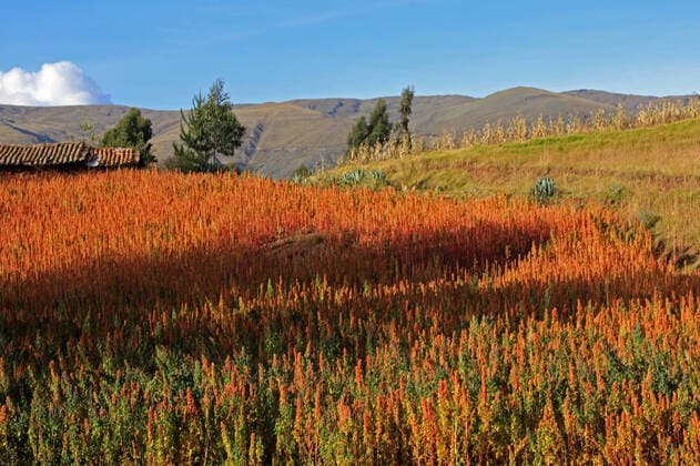 IMAGO Nature: Unsere Erde, Klimawandel, Ernährung, Pflanzen der Zukunft, Quinoa Red and yellow quinoa field in the andean highlands of Peru near Cusco , 23115162.jpg, red, yellow, quinoa, quinua, harvest, organic, andes, peru, harvesting, grain, orange, agriculture, wheat, nutrition, health, highlands, andean, food, raw, farm, vegetarian, south, america, background, diet, natural, field, healthy, plant, nature, protein, cereal, flora, cuisine, herb, detail, dietary, vegan, whole, dieting, vegetable, nutritious, fresh, meal,