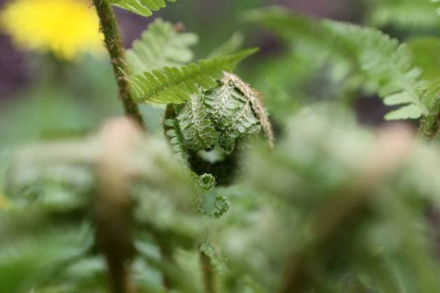 Natur 10.05.2022, Ostramondra, Echter Wurmfarn (Dryopteris filix-mas) *** Nature 10 05 2022, Ostramondra, True worm fern Dryopteris filix mas.