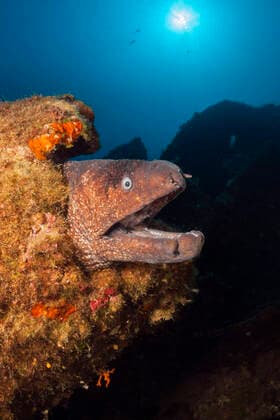 Creative Highlights World Braune Muraene am Teti Wrack, Gymnothorax unicolor, Insel Vis, Mittelmeer, Kroatien Brown Moray at Teti Wreck, Gymnothorax unicolor, Vis Island, Mediterranean Sea, Croatia Braune Muraene am Teti Wrack, Kroatien *** Brown Moray at Teti Wreck, Gymnothorax unicolor, Vis Island, Mediterranean Sea, Croatia Brown Moray at Teti Wreck, Gymnothorax unicolor, Vis Island, Mediterranean Sea, Croatia Brown Moray at Teti Wreck, Croatia 