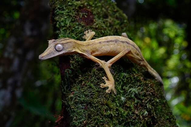IMAGO Nature: Unsere Erde, Naturschutz, Naturschutzgebiete in Afrika Ein Blattschwanzgecko (Uroplatus lineatus) der Gattung in den Regenwäldern des Marojejy Nationalparks, Madagaskar, Afrika *** A leaf-tailed gecko Uroplatus lineatus of the genus in the rainforests of Marojejy National Park, Madagascar, Africa. Copyright: imageBROKER/ThorstenxNegro ibltan08303423.jpg