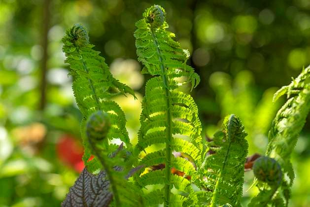 Sich entfaltende Straußenfarnblätter (Matteuccia struthiopteris), Bayern, Deutschland, Europa *** Unfolding ostrich fern leaves Matteuccia struthiopteris , Bavaria, Germany, Europe Copyright: imageBROKER HelmutxMeyerxzurxCapellen ibxmzc08302557.jpg
