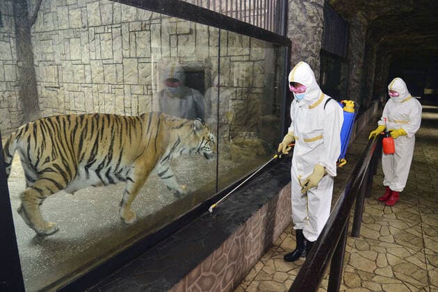 Coronavirus in Nordkorea, Eindrücke aus Pjöngjang COVID-19 fears in N. Korea Workers in protective gear carry out disinfection operations at a zoo in Pyongyang on May 18, 2022, to contain the spread of COVID-19 infections. North Korea reported what it claims is its first COVID-19 outbreak on May 12.  A14AA0001291391P