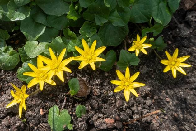 Blühendes Scharbockskraut; Ficaria verna flowering Pilewort; Ranunculus ficaria McPBAS *** Blühendes Lesser Celandine ficaria Verna flowering pileword Ranunculus ficaria McPBAS McPBAS