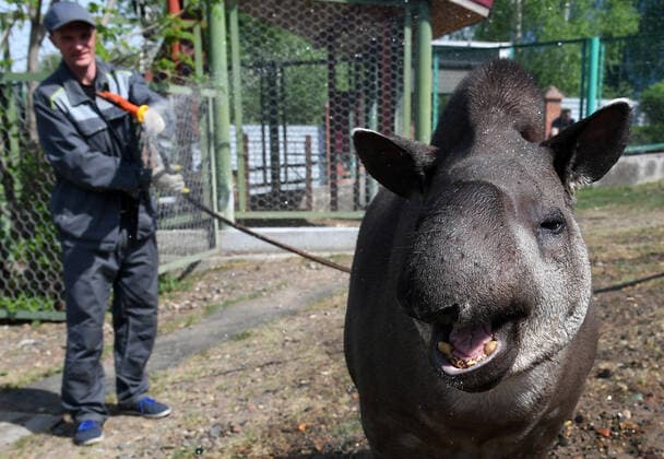 Russia Weather 8194927 19.05.2022 An employee pours water on a tapir named Valet on a hot spring day at an air temperature of 27 degrees Celsius at the Royev Ruchey Zoo in Krasnoyarsk, Russia. Ilya Naymushin Sputnik Krasnoyarsk Russia  Copyright: xIlyaxNaymushinx
