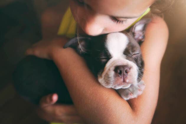 Creative Highlights Symbolbilder Girl hugging Boston Terrier puppy, 06.04.2017, Copyright: xRebeccaxNelsonx, model released, sleeping,domestic dog,puppy,boston terrier,one animal,elevated view,tiredness,at home,adoration,care,cute,togetherness,affection,friendship,love,child,caucasian ethnicity,female,girl,only one girl,one person,indoors,hugging,companion,Star Images,animal themes,7 to 8 years,April 2017 Release,Resting,Sleeping,Caucasian Ethnicity,Child,Female,Girls,Girl,Adoration,Care,Cute,Love,Relationship,Friendship,Togetherness,One Animal,One Person,Tiredness,Affectionate,Hugging,High Angle View,Animal,Young Animal,Baby Animal,Baby Mammal,Puppy,Dog,Pure Bred Dog,Terrier,Boston Terrier,Symbol,Orthographic Symbol,Numeral,Indoors,Animal Themes,Domestic Life,Companion IS09B5E41