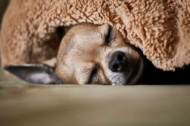 IMAGO Creative, Winter, Couching Chihuahua sleeping underneath blanket on couch, 09.05.2019, Copyright: xMattxHooverxPhotox comfort,adult animal,animal,animal behavior,animal portrait,animal themes,bedtime,big ears,blanket,calm,carefree,chihuahua,chilling,close-up,comfortable,contented,cute,differential focus,domestic dog,dreaming,eyes closed,head,indoors,laziness,leisure,lying on side,May 2019 Release,nobody,obedience,one animal,peaceful,relaxation,resting,short hair,sleeping,sofa,soothe,tiredness,tranquil,underneath,Gesturing,Eyes Closed,Dreaming,Reclining,Lying On Side,Resting,Sleeping,Bedtime,Carefree,Comfort,Cute,Laziness,Mood,Calm,Obedience,Relaxation,Satisfaction,Wellbeing,Happiness,Below,Short Hair,One Animal,No People,Tiredness,Comfortable,Close-Up,Selective Fo IS09C0I98