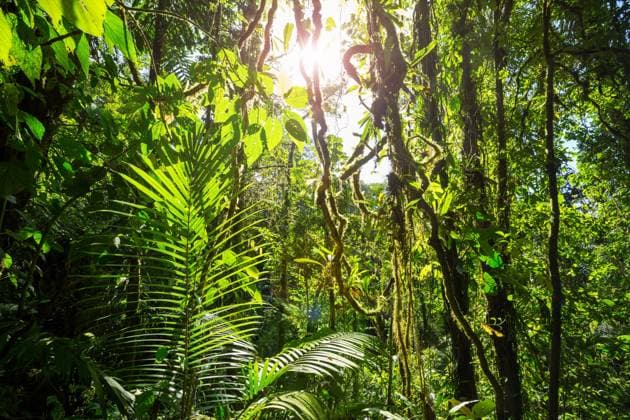 IMAGO Nature: Unsere Erde, Umweltverträgliche Herausforderungen des 21. Jahrhunderts, Regenwald Misty Rainforest in Costa Rica, Central America , 26324502.jpg, amazon, america, background, beautiful, beauty, brazil, canal, canopy, caribbean, central, cloud, costa, costarica, dense, ecology, environment, exotic, fern, flower, foliage, forest, green, jungle, landscape, light, lush, moss, national, natural, nature, outdoor, park, plant, rain, rainforest, ray, rica, river, scenery, south, tree, trees, tropic, tropical, vegetation, vines, water, wild, wilderness,