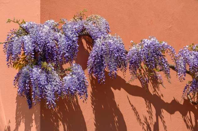  Blauregen (Wisteria) oder Glyzinie, Meersburg, Bodensee, Baden-Wüttemberg, Deutschland, Europa *** Blue rain Wisteria Or wisteria, meersburg, Lake Constance, Bathing Wuerttemberg, Germany, Europe Copyright: imageBROKER/ManfredxBail iblabc08305987.jpg
