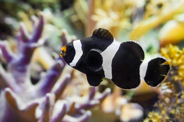 IMAGO Nature: Unsere Erde, Tiere, Gestreifte Tierarten closeup of a saddleback clownfish that is swimming in the water, a tropical fish from the indo pacific ocean , 27221346.jpg, saddleback, anemone, fish, clown, clownfish, yellowfin, yellow, fin, fishes, anemones, black, white, orange, brown, snout, fins, banded, striped, stripes, Amphiprion, polymnus, Pomacentridae, Actinopterygii, closeup, portrait, sea, ocean, aquarium, tank, pet, pets, animal, animals, reef, reefs, tropcial, exotic, marine, life, wild, wildlife, underwater, water, indo-pacific, indo, pacific, indian, coral, triangle,