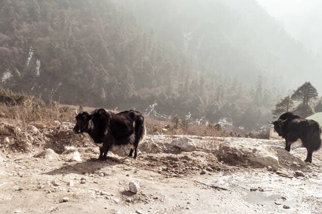 IMAGO Nature: Unsere Erde, Naturschutz, Naturschutzgebiete in Asien Yak standing on mountain road near a small village on way to Tsomgo (Changu) lake on top of himalayan mountains near India China border of Nathula Pass. , 27457654.jpg, tibet, wild yak, tourism, tibetan, himalaya, winter season, black, outdoor, himalayas, valley, nepal, horn, everest, trekking, hill, hiking, famous place, Nathula Pass, high altitude, border roads, indian, sunny, Tsomgo lake, Scenics - Nature, Travel Destinations, Cold Temperature, China - East Asia, Animal Wildlife, Snow capped Mountain, Remote Location, Beauty In Nature, Mountain Range, European Alps, summer, europe, sunset, wilderness, india, Animals In The Wild, Endangered Species, Wildlife Reserve, Safari Animals, South Africa, Rainforest, National Park, Asia, Walking,