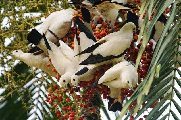 (220522) -- SINGAPORE, May 22, 2022 -- A flock of imperial pied pigeons feeds on fruits at Singapore Botanic Gardens in Singapore, on May 21, 2022. Singapore s National Parks Board (NParks) held the Festival of Biodiversity from May 21 to 22 as part of the observance of International Day for Biological Diversity. (Photo by Xinhua) SINGAPORE-BIODIVERSITY-PARK ThenxChihxWey 