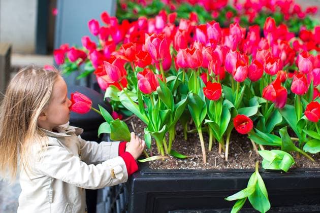 Little adorable girl near red flowers in the park, model released, , 30456202.jpg, flower, garden, girl, child, outdoor, open air, new, york, gardens, flowers, spring, blooming, america, green, botanic, united, states, purple, colorful, tulips, outdoors, plants, nyc, nature, blossoms, landscape, baby, fun, toddler, floral, cheery, red, leaf, happiness, grass, delight, caucasian, female, daughter, young, adorable, plant, childhood, joy, kid, enjoyment, beautiful, smell, new york, street,