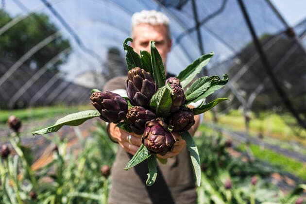 Creative Highlights Symbolbilder Farmer showing organic artichokes in greenhouse model released, Symbolfoto property released, MCVF00978