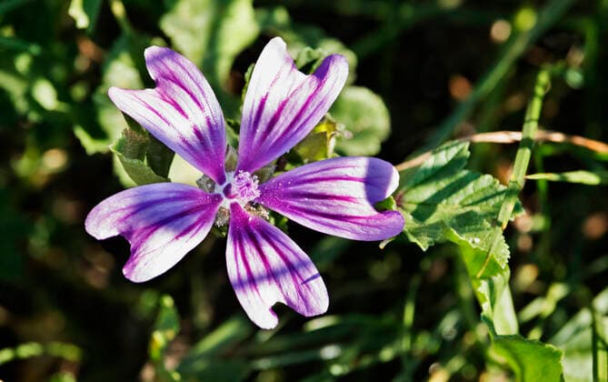 IMAGO Nature: Unsere Erde, Pflanzen, Gestreifte Pflanzen One bright flower of common mallow , purple petals with dark purple stripes ,out of focus background , 34540024.jpg, beauty in nature, blooming, blossom, botanical, bright, close up, common, delicate, energy, fantastic, floral, flower, freshness, green background, head flower, herb, high contrast, isolated, leaves, life, luxuriant, mallow, malva, medicinal, newlife, nobody, outdoors, pattern, petal, pink color, pistil, plant, purple color, romantic, seasonal, selective focus, stamen, stripe, sylvestris, twig, wild flower,