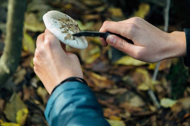 Forest mushrooms. Harvesting in autumn , 34673820.jpg, basket, mushrooms, harvest, mushroom, food, nature, forest, autumn, natural, edible, fresh, boletus, healthy, organic, seasonal, fungus, green, summer, vegetable, woods, brown, woodland, eat, season, outdoors, picking, diet, gourmet, plant, meal, ingredients, sunny, collect, herb, hiking, grass, outdoor, mycelium, botanical, delicacy