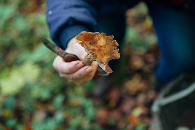 Forest mushrooms. Harvesting in autumn , 34673822.jpg, basket, mushrooms, harvest, mushroom, food, nature, forest, autumn, natural, edible, fresh, boletus, healthy, organic, seasonal, fungus, green, summer, vegetable, woods, brown, woodland, eat, season, outdoors, picking, diet, gourmet, plant, meal, ingredients, sunny, collect, herb, hiking, grass, outdoor, mycelium, botanical, delicacy