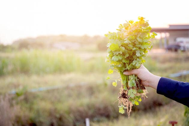 Fresh organic vegetable coriander or cilantro bunch in farm, harvest and agriculture for healthy food, hand holding coriander. , 34748230.jpg, vegetable, coriander, harvest, food, organic, cilantro, agriculture, cultivation, leaf, vegetarian, picking, branch, raw, plantation, growth, cultivated, root, nutrition, farmer, herb, holding, freshness, spice, spring, flavor, aromatic, summer, farming, diet, asian, outdoor, small, cook, tiny, field, bunch, fresh, healthy, nature, ingredient, green, hand, parsley, plant, farm, leaves, agricultural, garden, cuisine, soil