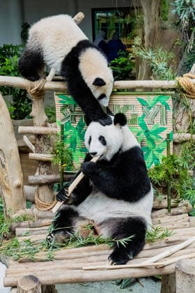 Bilder des Jahres 2022, Entertainment 05 Mai Entertainment Themen der Woche KW21 Entertainment Bilder des Tages (220525) -- KUALA LUMPUR, May 25, 2022 -- Giant panda cub Sheng Yi (upper) and its mother Liang Liang play at Zoo Negara near Kuala Lumpur, Malaysia, May 25, 2022. The third locally bred giant panda cub born in May last year in Malaysia is officially named Sheng Yi, which means peaceful and friendship. The name also indicates the wish of the Malaysian government in strengthening its diplomatic ties with China, according to a press release by Minister of Energy and Natural Resources of Malaysia Takiyuddin Hassan. ) MALAYSIA-KUALA LUMPUR-GIANT PANDA-SHENG YI ZhuxWei 