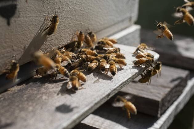 Close up cluster of bees outside sunny hive Australia Victoria Melbourne  Copyright: TobiasxTitz fStopImages2005037