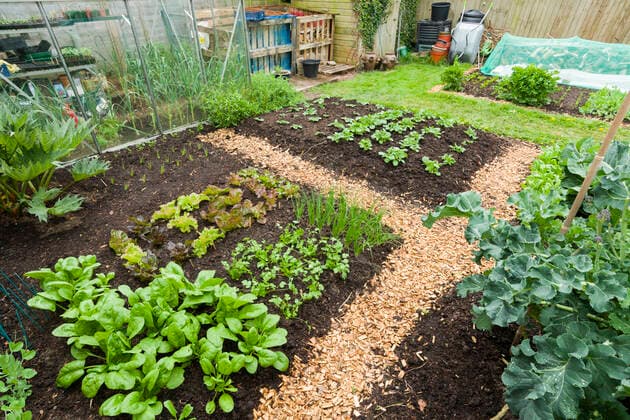A no-dig style vegetable garden in spring where compost is spread over the soil surface as a mulch and natural processes are allowed to perform cultivation. Copyright: xLoopxImages CraigxJoinerx CJO03522027