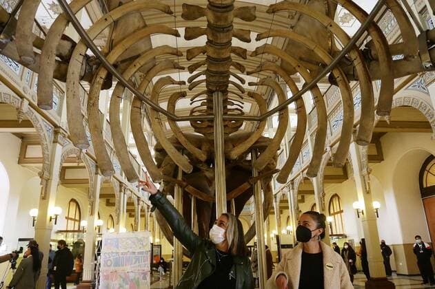 Santiago, May 27, 2022 The National Museum of Natural History located in the district of Quinta Normal, presents the evolutionary history of cetaceans on Heritage Day Natalia Espina Ministry of Cultures via Aton Chile, Santiago Chile Aton 610697  Copyright: NataliaxEspina MinisterioxdexlasxCulturasxviaxAtonxChile