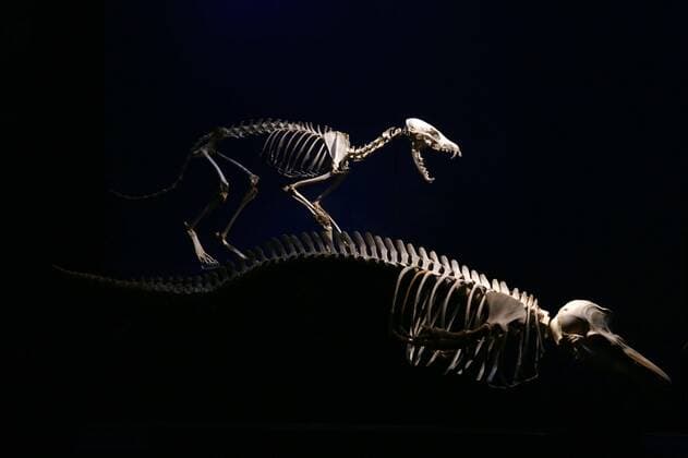Santiago, May 27, 2022 The National Museum of Natural History located in the district of Quinta Normal, presents the evolutionary history of cetaceans on Heritage Day Mario Ruiz Ministry of Cultures, Arts and Heritage via Aton Chile, Santiago Chile Aton 610706  Copyright: MarioxRuiz MinisterioxdexlasxCulturas,xlasxArtesxyxelxPatrimonioxviaxAtonxChile